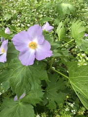 Glaucidium palmatum