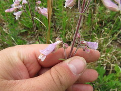 Penstemon brevisepalus