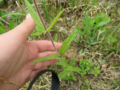 Penstemon brevisepalus