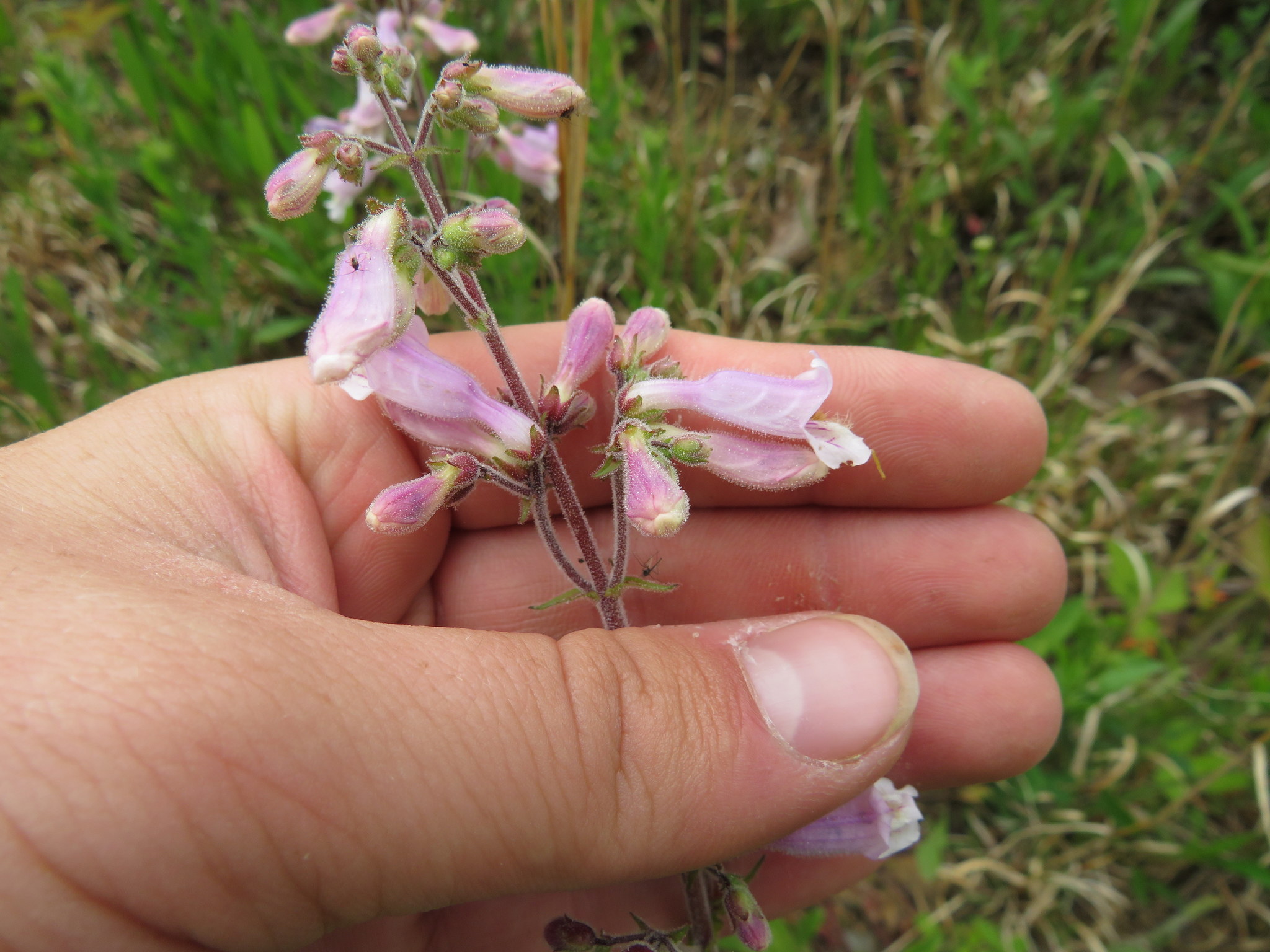 Penstemon brevisepalus
