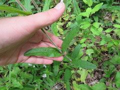 Penstemon brevisepalus
