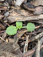 Pterostylis pedunculata