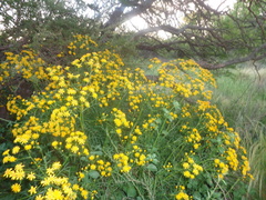 Senecio pinnatus