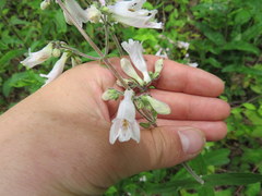 Penstemon brevisepalus