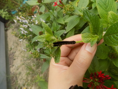 Spodoptera