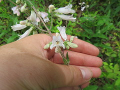 Penstemon brevisepalus