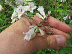 Penstemon brevisepalus