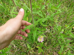 Penstemon brevisepalus