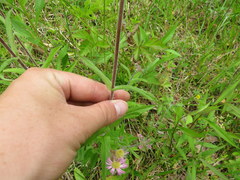 Penstemon brevisepalus