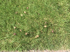 Panaeolus foenisecii