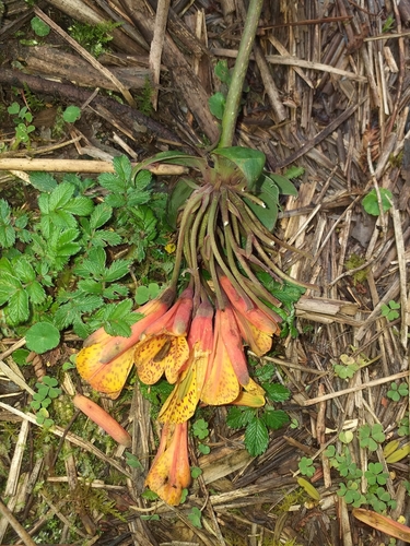Bomarea lanata