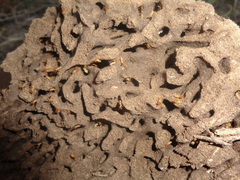 Cortaritermes fulviceps