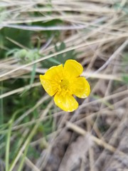 Ranunculus pedatifidus affinis
