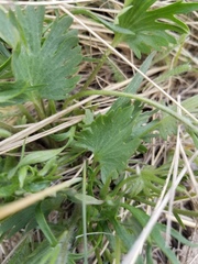 Ranunculus pedatifidus affinis