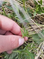 Ranunculus pedatifidus affinis