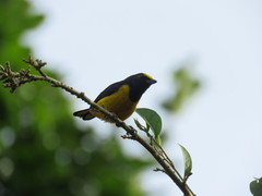 Euphonia fulvicrissa