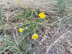 Ranunculus pedatifidus affinis