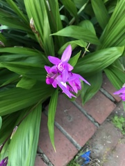 Bletilla
