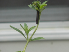 Spodoptera