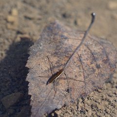 Limnoporus dissortis