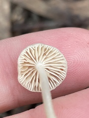 Mycena subgalericulata