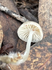 Mycena subgalericulata