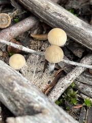 Mycena subgalericulata
