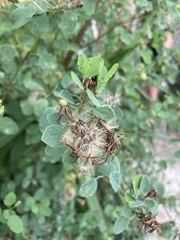 Porophyllum punctatum