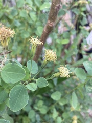 Porophyllum punctatum