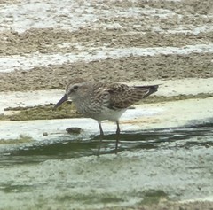 Calidris fuscicollis