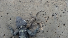 Ptyodactylus guttatus