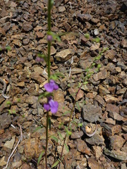 Sairocarpus vexillocalyculatus