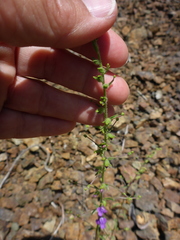 Sairocarpus vexillocalyculatus