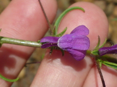 Sairocarpus vexillocalyculatus