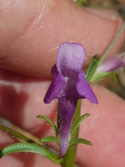 Sairocarpus vexillocalyculatus