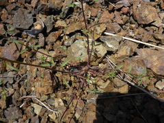Sairocarpus vexillocalyculatus