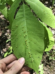 Phylloxera caryaefallax