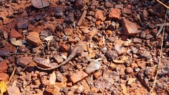 Ctenophorus caudicinctus