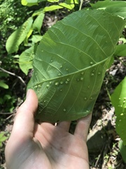 Phylloxera caryaefallax