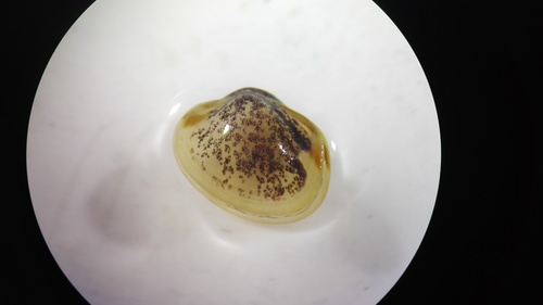 Mottled Fingernailclam