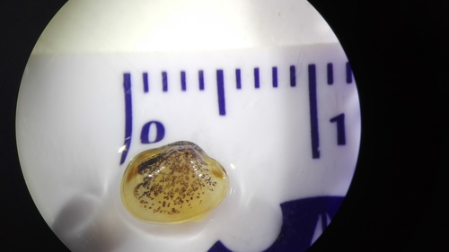 Mottled Fingernailclam