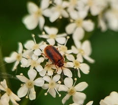 Galerucella calmariensis