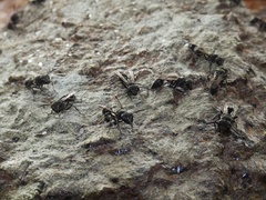 Metapolybia