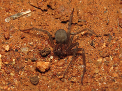 Loxosceles amazonica
