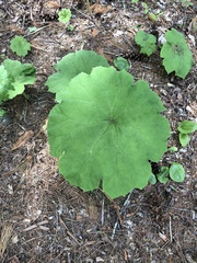 Astilboides tabularis