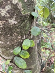 Ficus aurantiaca parvifolia