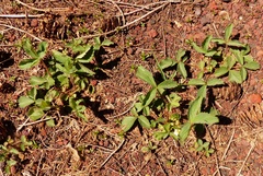 Fragaria cascadensis