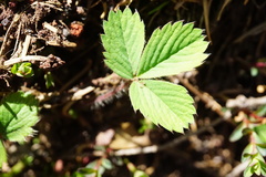 Fragaria cascadensis