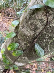 Ficus aurantiaca parvifolia