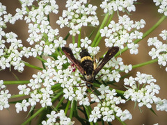 Carmenta pyralidiformis